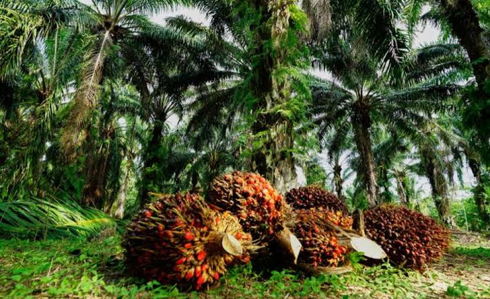 Kelapa Sawit