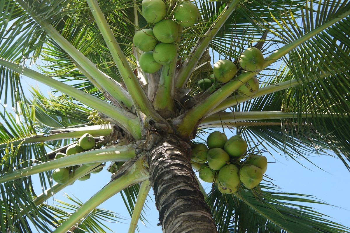 Kelapa